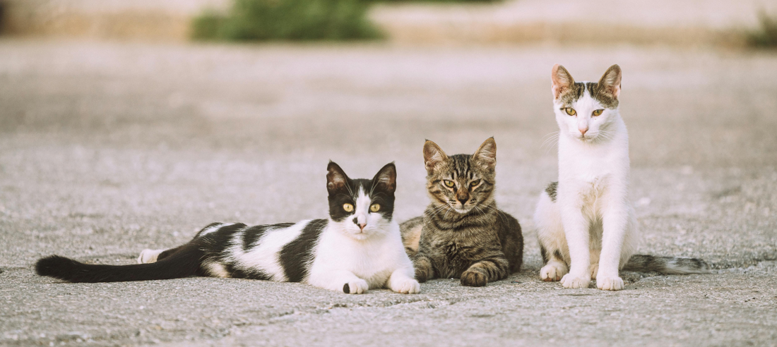The Social Life of Cats