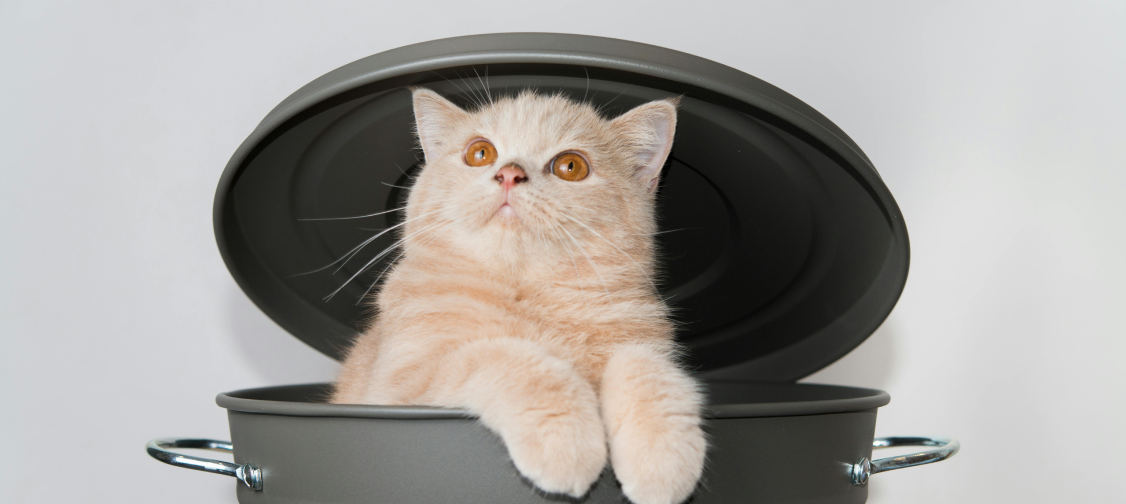 Understanding Cat Body Language: What Their Tail, Ears, and Eyes Really Mean