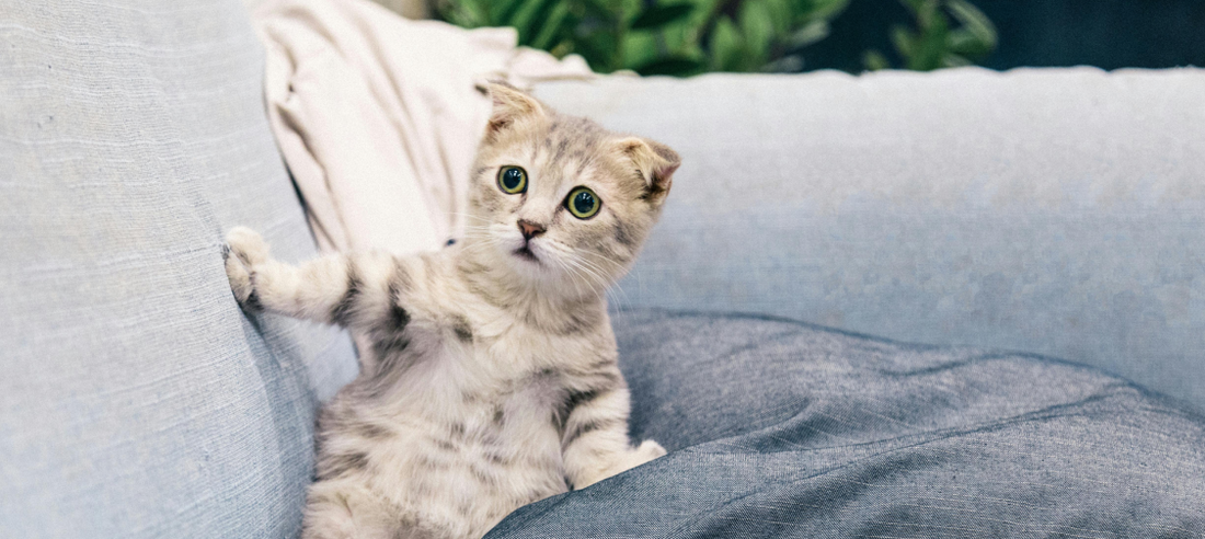 Signs of Stress in Cats and How to Help