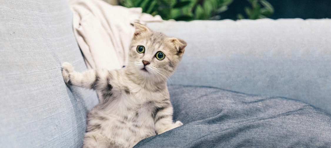 Signs of Stress in Cats and How to Help