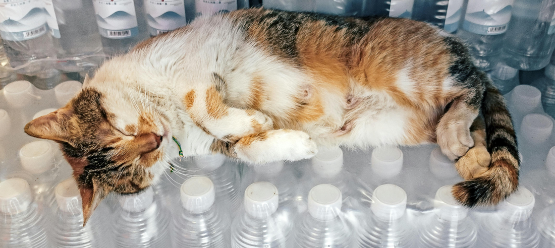 Creating a Cat Emergency Kit