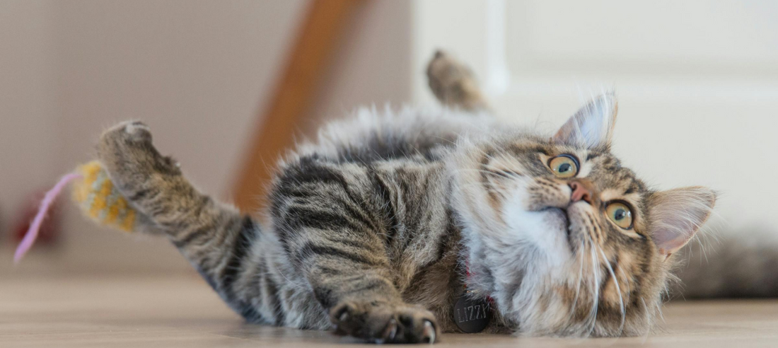 Understanding Cat Allergies in Humans