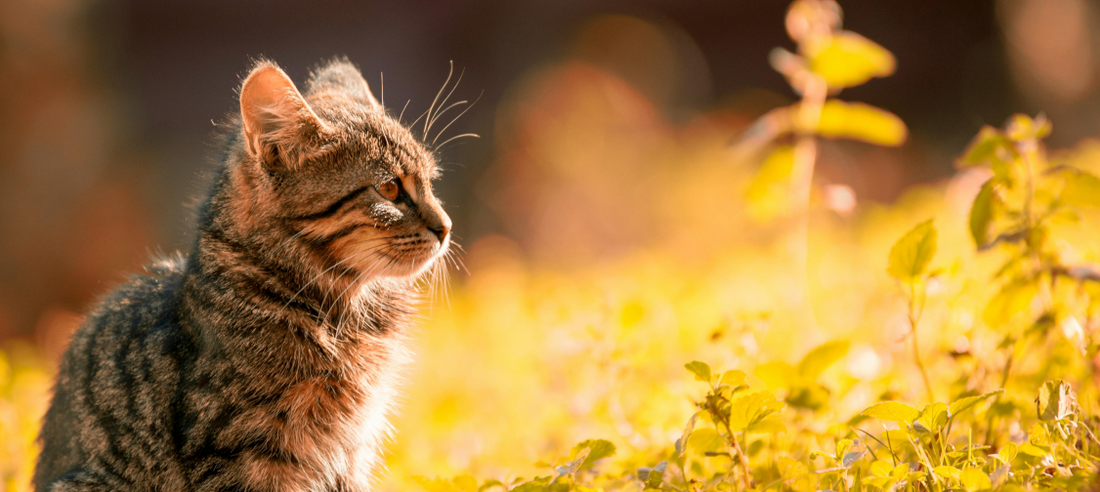Eco-Friendly Cat Care: Sustainable Swaps for a Greener Home