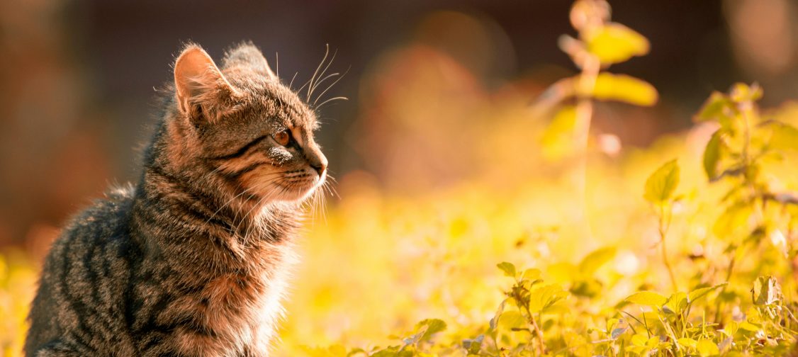 Eco-Friendly Cat Care: Sustainable Swaps for a Greener Home