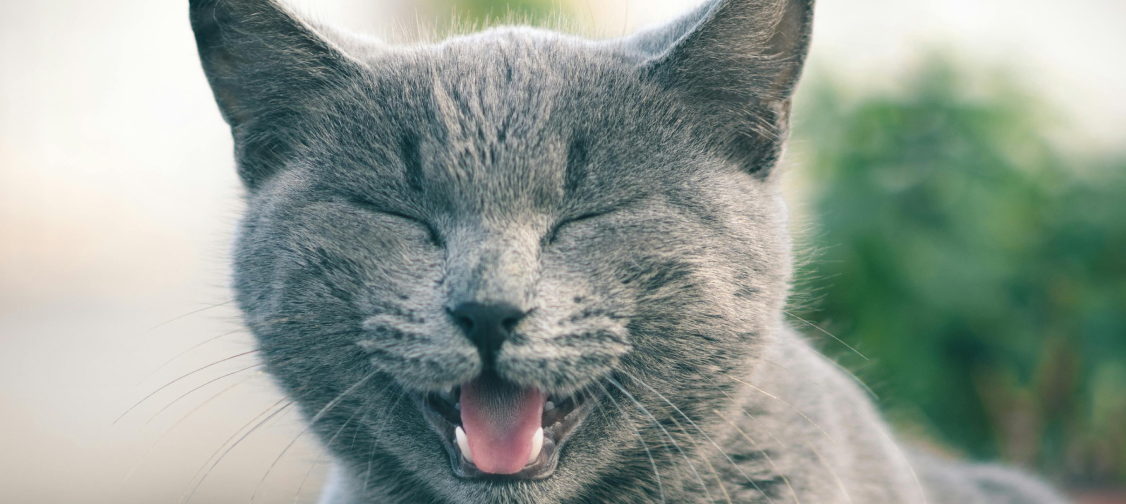 Cat Dental Health: Preventing Disease and Maintaining Oral Hygiene