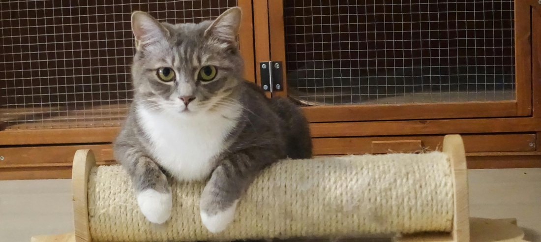 Cat Toy Rotation: Why It Matters and How to Do It Right