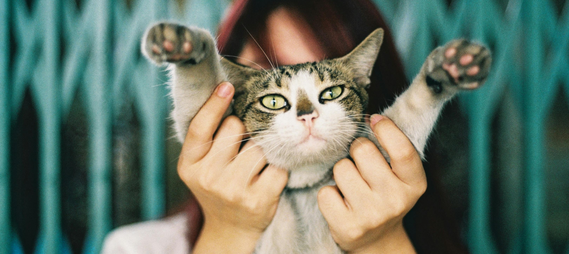 Cat Training Beyond Tricks: Teaching Good Behavior and Manners