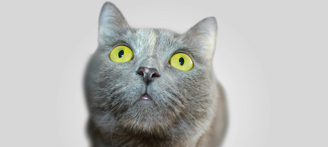 Cat Training 101: Essential Tools and Techniques for Every Owner