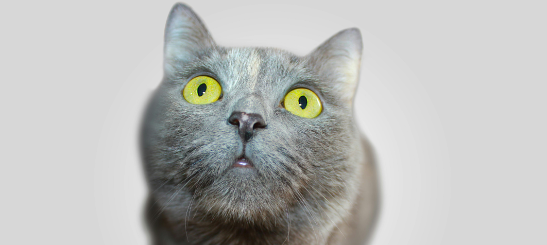 Cat Training 101: Essential Tools and Techniques for Every Owner