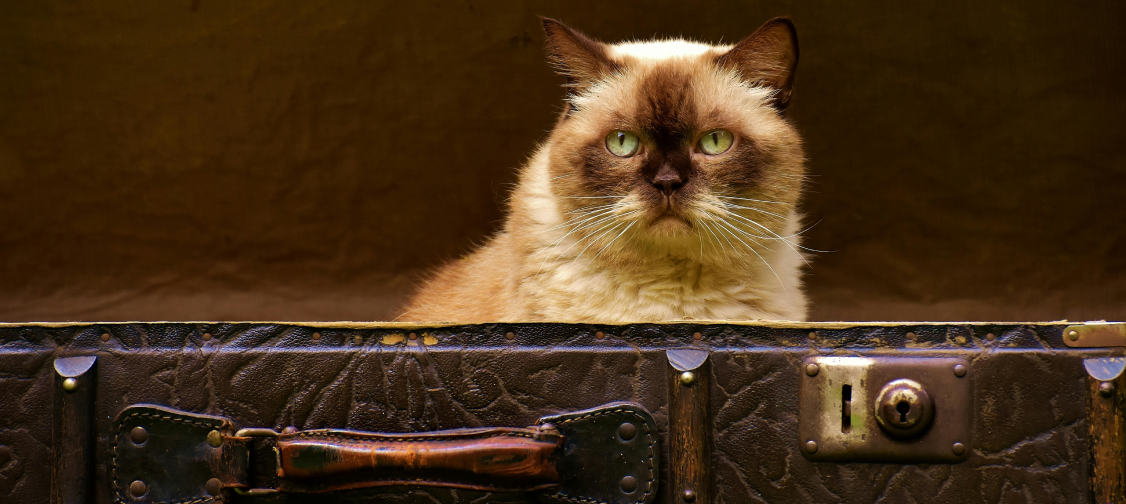 Cat Travel Accessories: Must-Have Items for Safe and Comfortable Trips