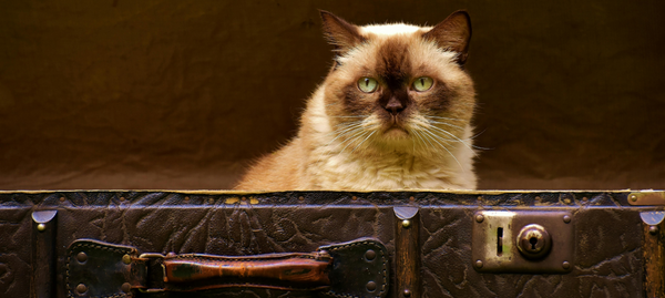 Cat Travel Accessories: Must-Have Items for Safe and Comfortable Trips