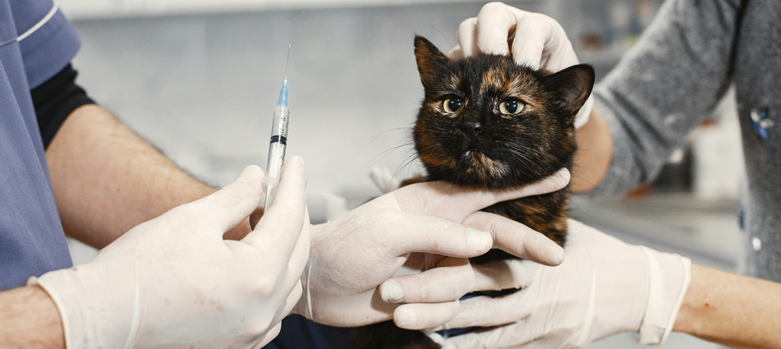 Helping Your Cat Through Veterinary Visits