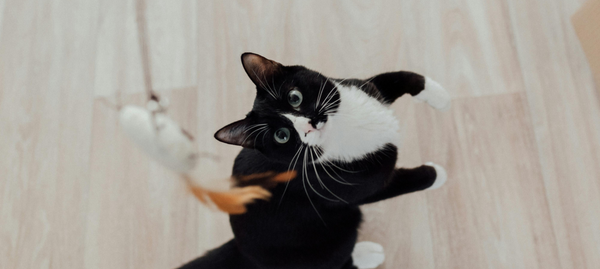 Cat Toys vs. Interactive Feeders: Which Is Better for Mental Stimulation?
