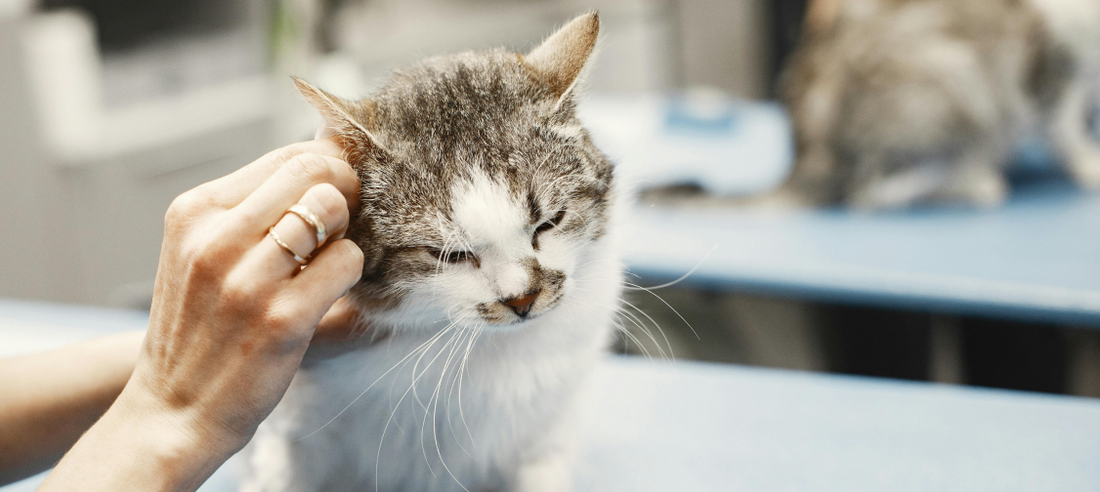 Cat Wellness Checklists: Monthly Health and Hygiene Routines