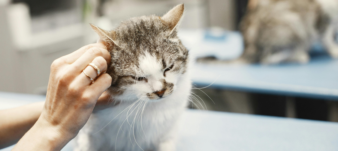 Cat Wellness Checklists: Monthly Health and Hygiene Routines