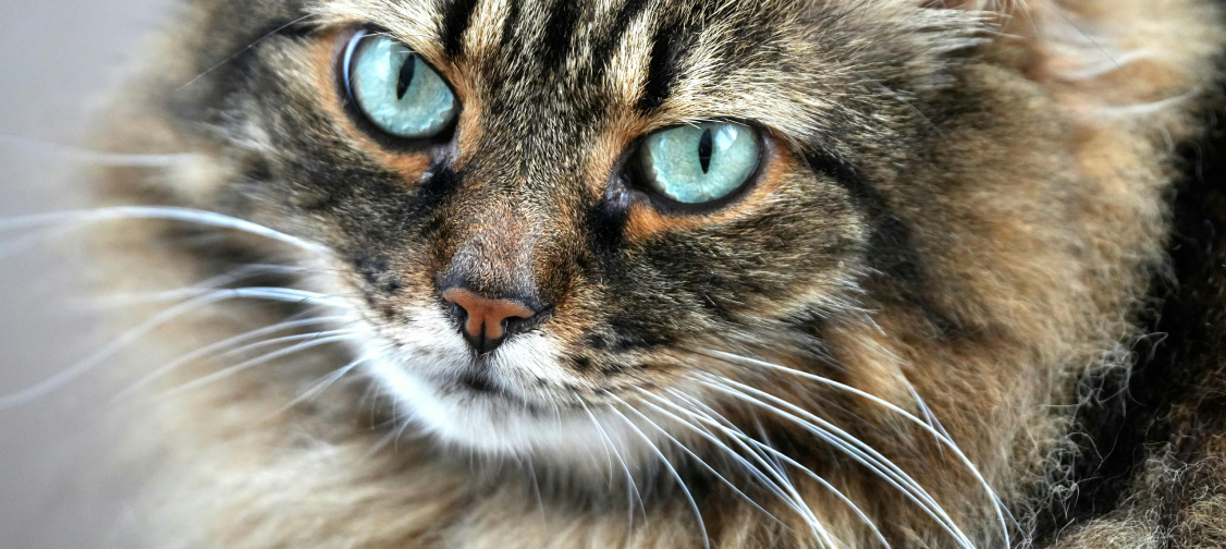 The Science of Cat Whiskers: What They Reveal About Your Feline Friend