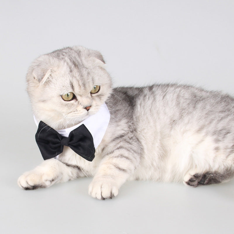Formal Gentleman Cat Tuxedo Collar with Black Bow Tie - Classic White Dress Shirt Style