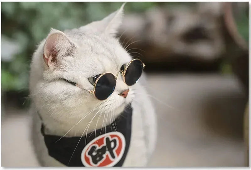 Cat Sunglasses with UV Protection - Cute Pet Photo Props for Cats & Small Dogs